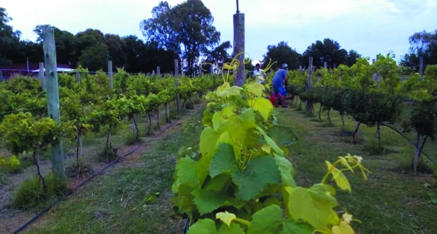 Brindis y escapadas: la agenda de Vinos Buenos Aires para recorrer la provincia