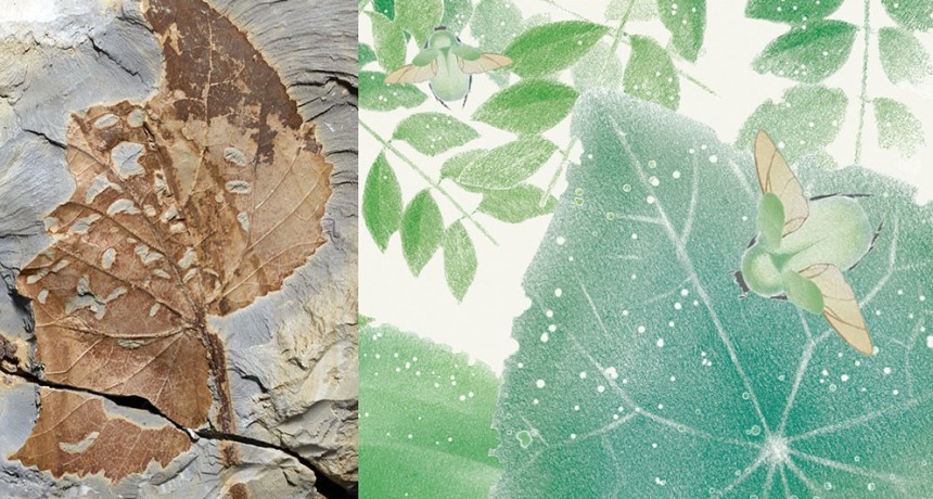 Relacionan el surgimiento de los bosques tropicales actuales con la extinción masiva del final del Cretácico