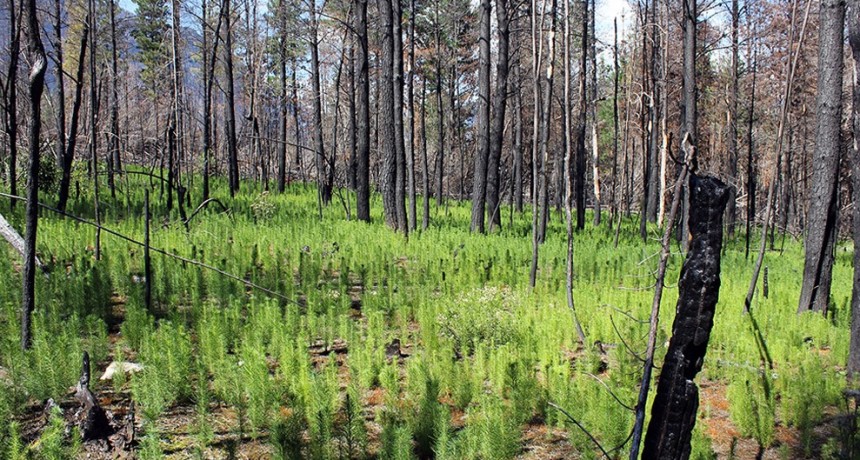 Incendios forestales: una investigadora del CONICET reflexiona sobre los focos de incendio