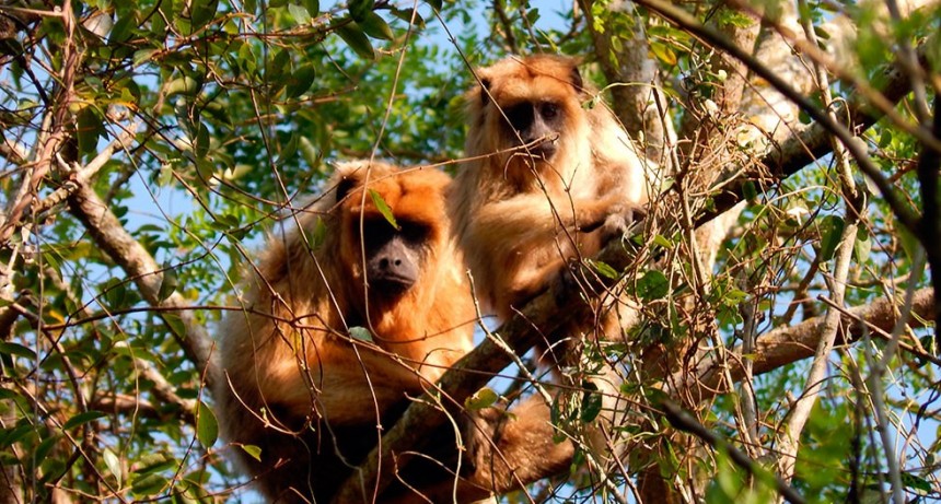 Proponen lineamientos para el manejo de fauna silvestre en tiempos de pandemia