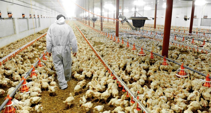 El Programa de Fortalecimiento Productivo Argentino destinó más de $1.900 millones para productores avícolas
