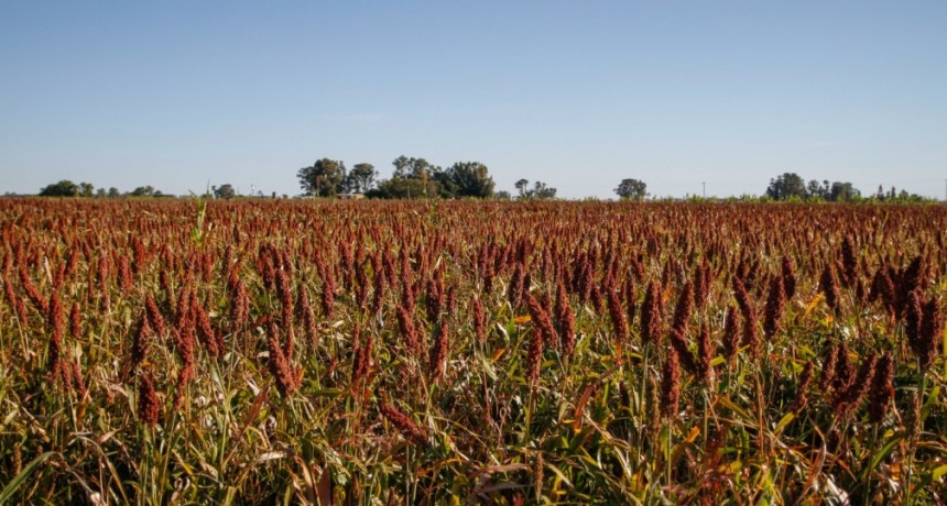 El programa de Incremento Exportador incorpora al sorgo, la cebada forrajera, el girasol y sus subproductos