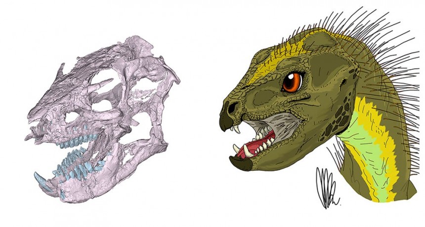 Reconstruyen el cráneo y los hábitos alimenticios de un pequeño dinosaurio patagónico