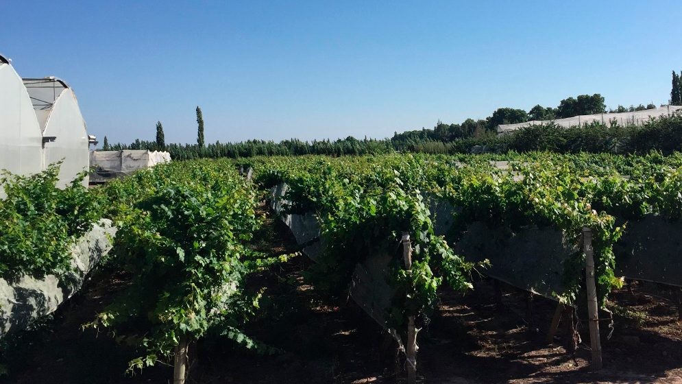 Investigadores del CONICET logran descifrar el genoma completo del Malbec: Avance crucial para la industria vitivinícola argentina