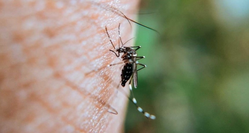 Alerta en Argentina: Temporada récord de dengue con más de 180,000 casos reportados