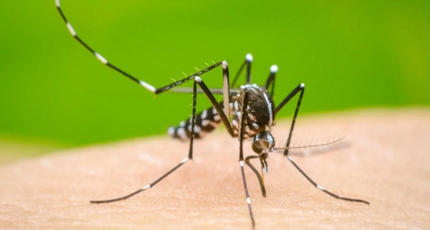 Dengue en Argentina: Descenso de casos, pero piden mantener los cuidados