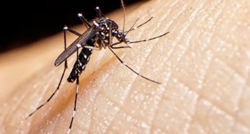 Dengue: Informe semanal actualiza la situación epidemiológica