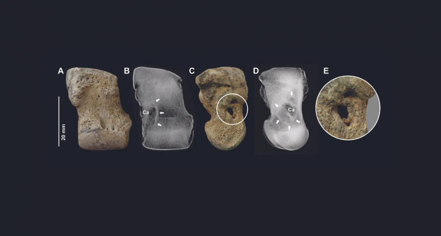 Identificaron enfermedades óseas en fósiles de toxodontes