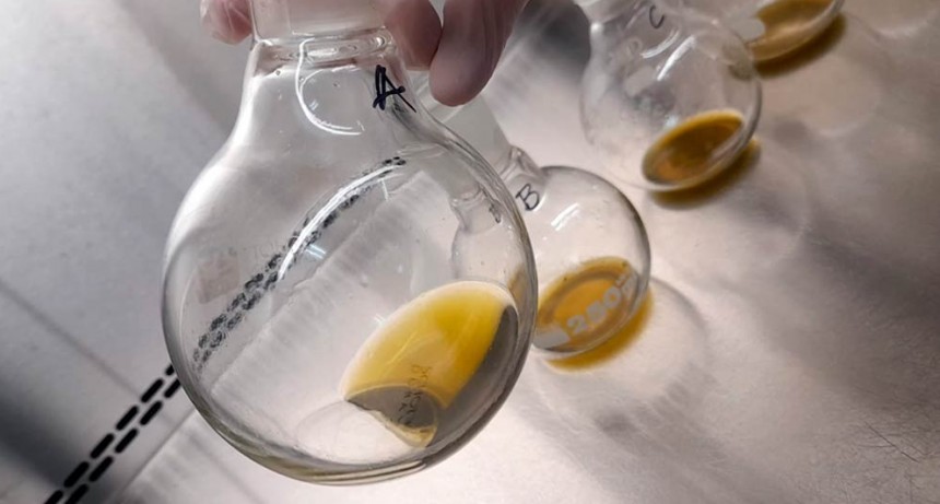 Desarrollan un bioinsumo para combatir hongos que afectan a semillas oleaginosas y cereales almacenados