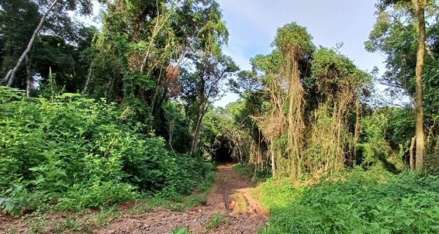 Comprueban que la preservación de los corredores de bosques nativos es crucial para la supervivencia de la fauna de Misiones
