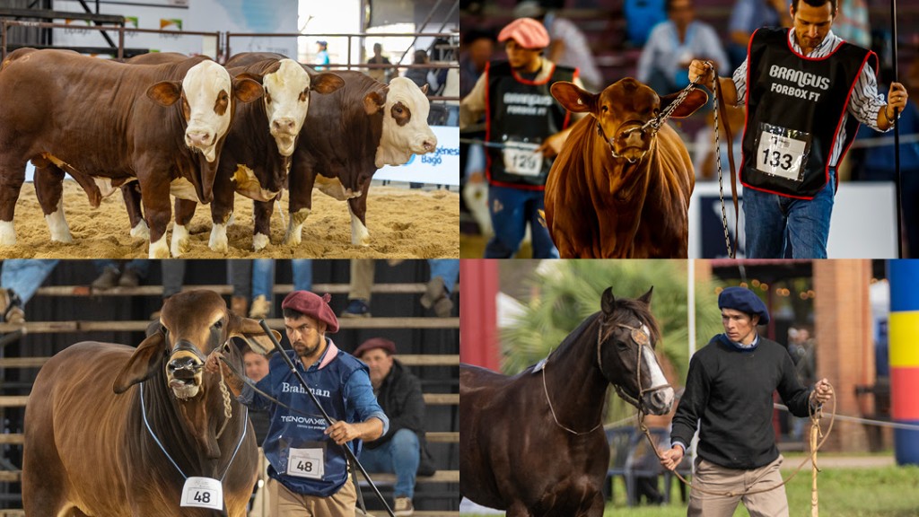 Se viene la gran vidriera del campo: gen&eacute;tica de elite, negocios millonarios y una semana clave en Corrientes