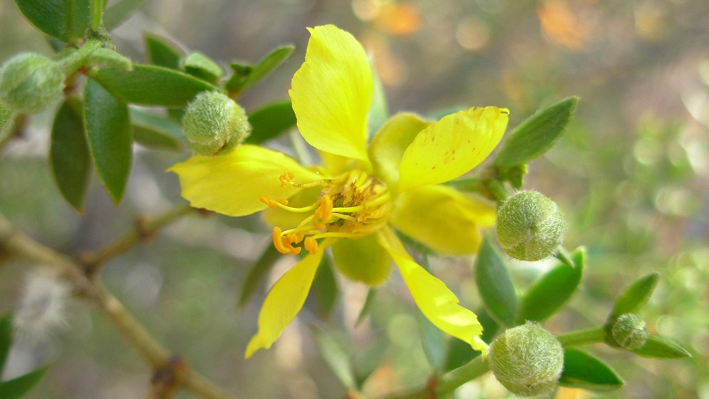 Un estudio de f&oacute;siles de jarillas aporta evidencia clave sobre el origen de las zonas &aacute;ridas de Argentina