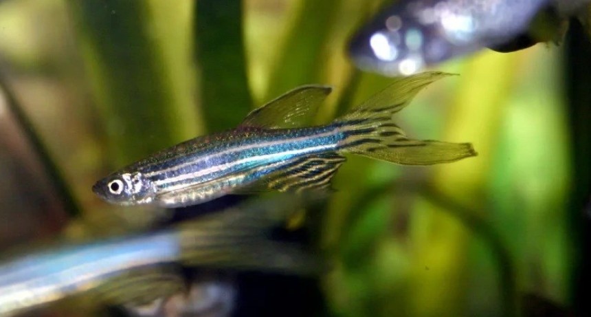 Cient&iacute;ficos del CONICET logran desentra&ntilde;ar c&oacute;mo el pez cebra recupera por completo un &oacute;rgano da&ntilde;ado en siete d&iacute;as