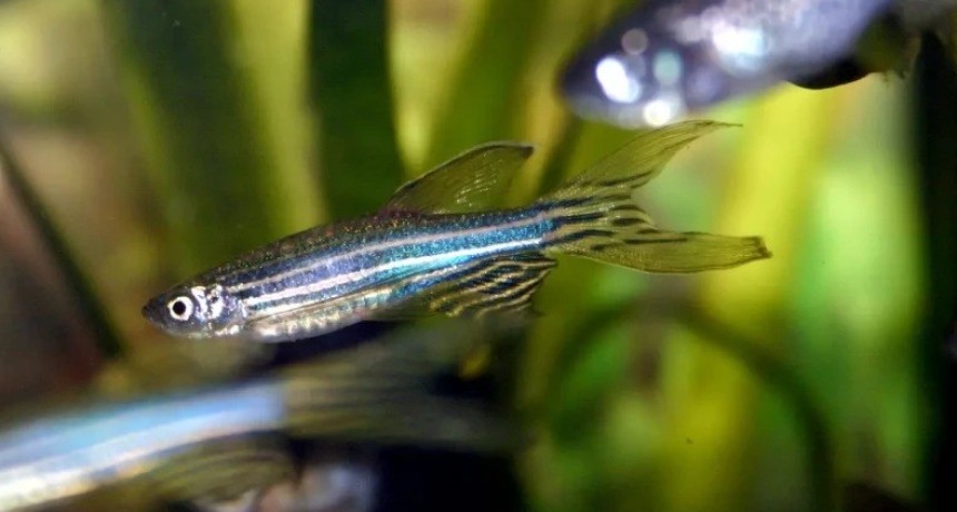 Cient&iacute;ficos del CONICET logran desentra&ntilde;ar c&oacute;mo el pez cebra recupera por completo un &oacute;rgano da&ntilde;ado en siete d&iacute;as