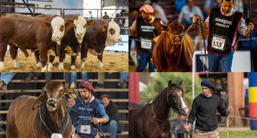 Se viene la gran vidriera del campo: gen&eacute;tica de elite, negocios millonarios y una semana clave en Corrientes