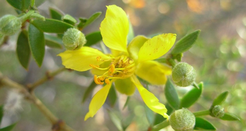 Un estudio de f&oacute;siles de jarillas aporta evidencia clave sobre el origen de las zonas &aacute;ridas de Argentina