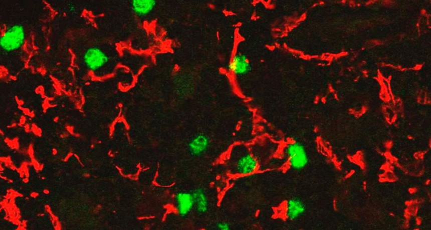 La inmunolog&iacute;a: un sentido que percibe y responde al entorno