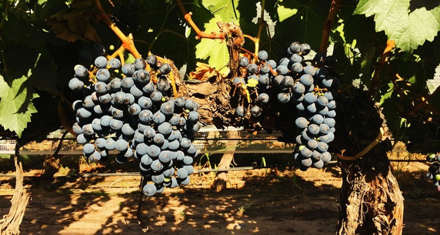 Analizan por primera vez la diversidad genética clonal del malbec a gran escala