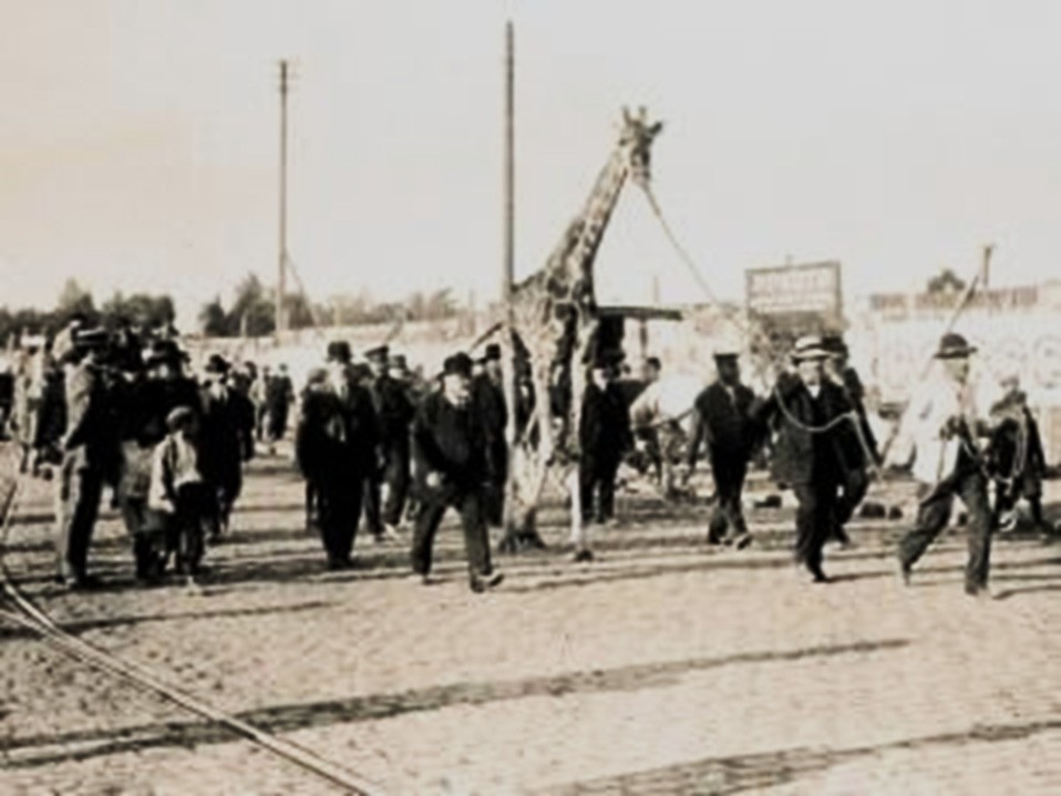 1912: El paseo de la jirafa Mimí (de la vida de Clemente Onelli).