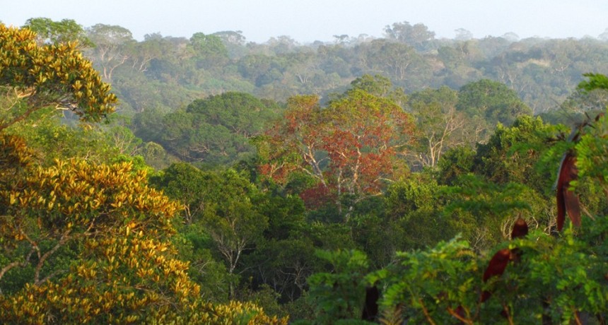 El calor y la sequía disminuyen el crecimiento de los árboles tropicales