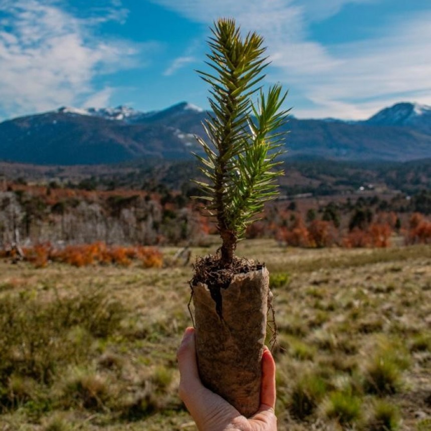 Se plantaron cerca de 3000 araucarias en una zona incendiada del Parque Nacional Lanín