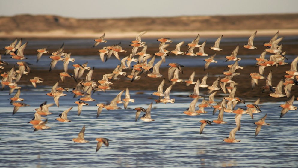El playero rojizo: el ave playera del corredor migratorio Atlántico que puede volar hasta ocho mil kilómetros sin parar