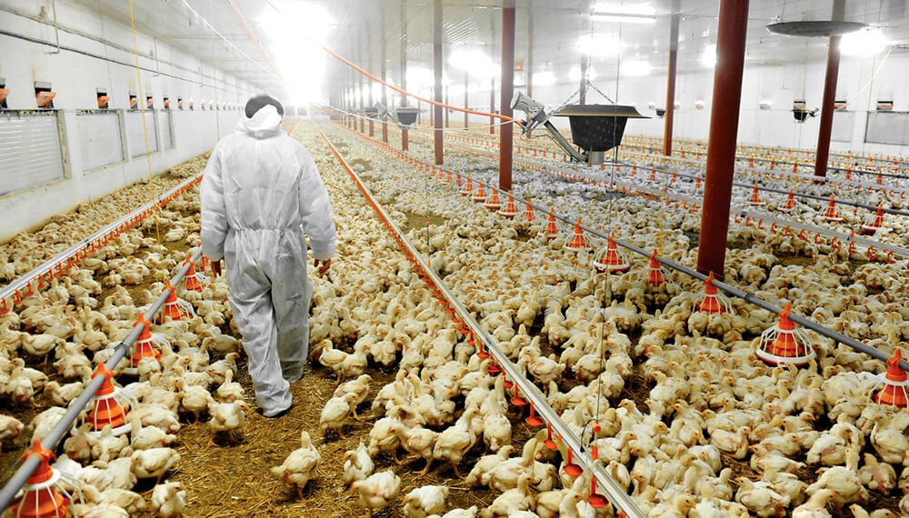 Destinan $7450 millones para asistir a productores avícolas afectados por Influenza Aviar