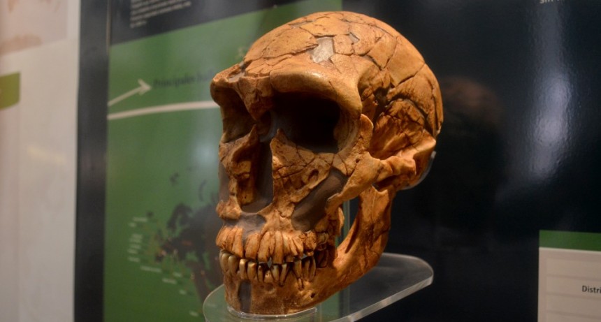 Identifican la presencia de ADN neandertal en la configuración actual del rostro de poblaciones humanas de América Latina