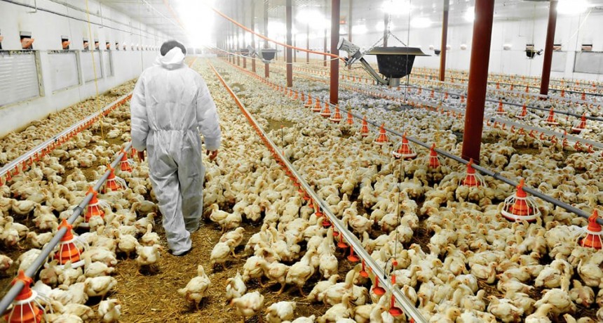 Destinan $7450 millones para asistir a productores avícolas afectados por Influenza Aviar