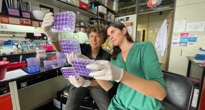 Descubren un nuevo mecanismo que utiliza el virus del dengue para desactivar la defensa natural de las células