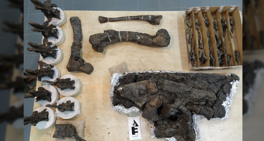 Hallan en Chubut una nueva especie de dinosaurio carnívoro que vivió hace 69 millones de años