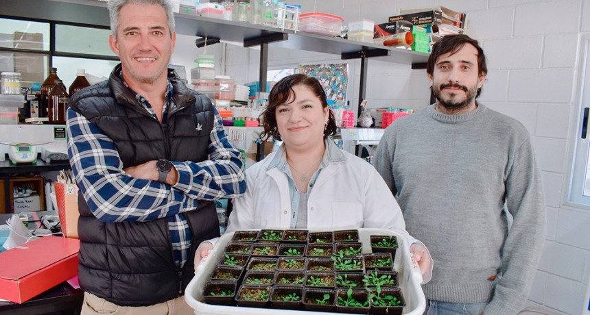 Buscan desarrollar cultivos de alta densidad y mayor rendimiento