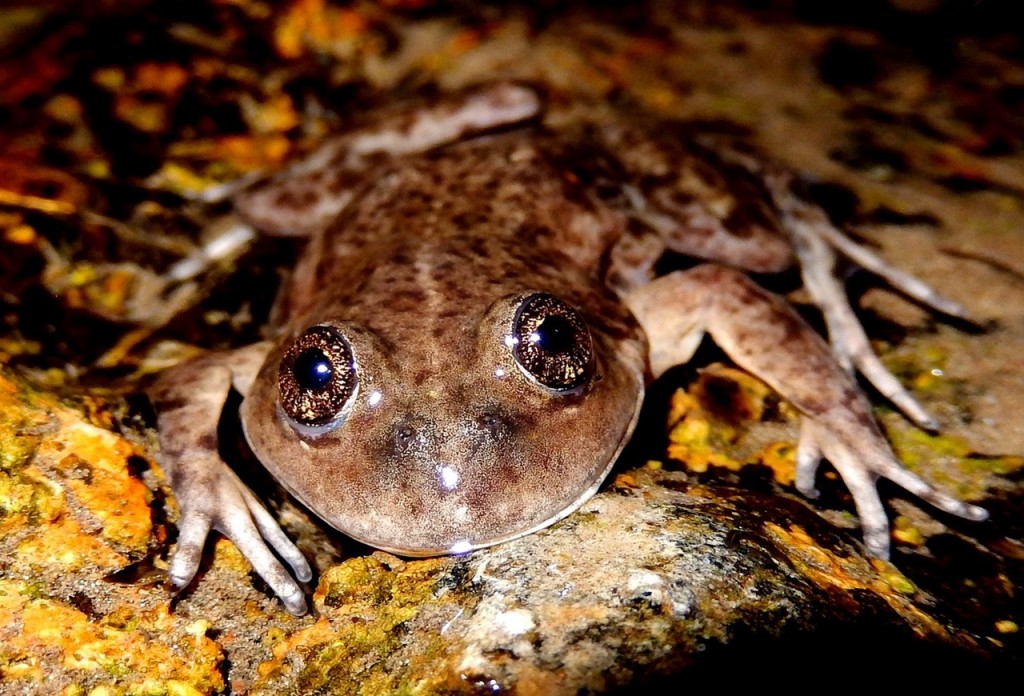 Otorgan el “Óscar verde” a un investigador del CONICET por su trabajo en la preservación de una de las ranas más amenazadas de la Argentina