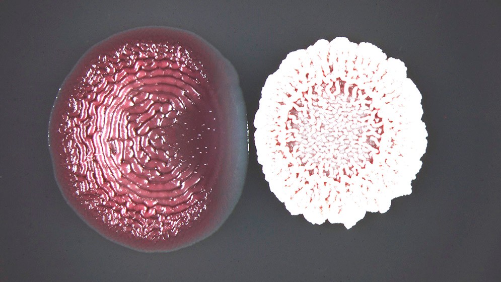 Científicos del CONICET estudian efectos poco conocidos de los antibióticos sobre las comunidades bacterianas