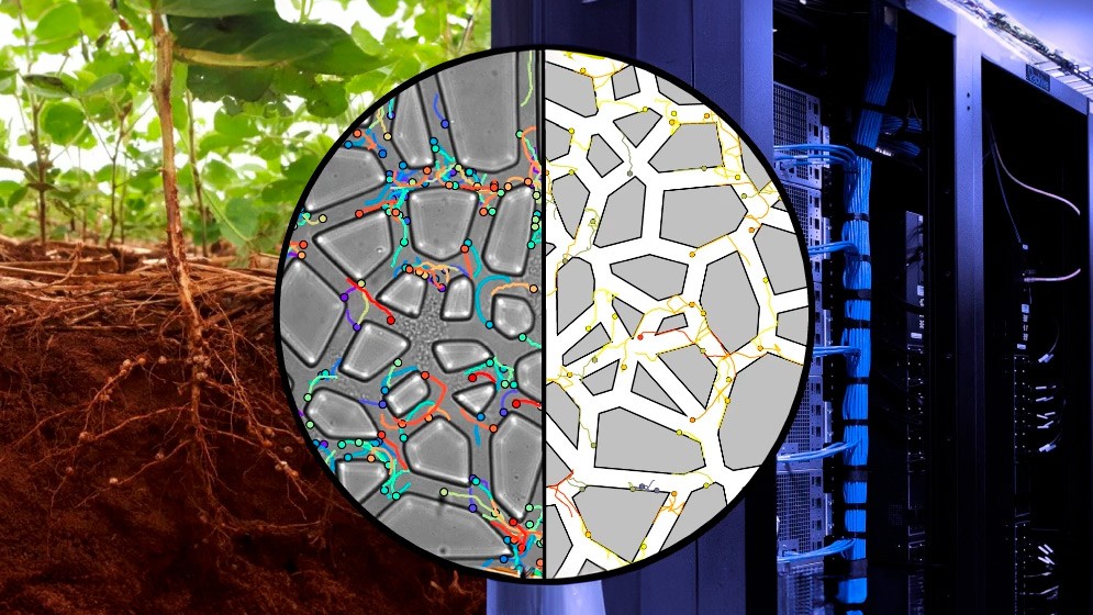 Desarrollan dispositivos que imitan suelos agrícolas para estudiar la acción de bacterias promotoras del crecimiento vegetal