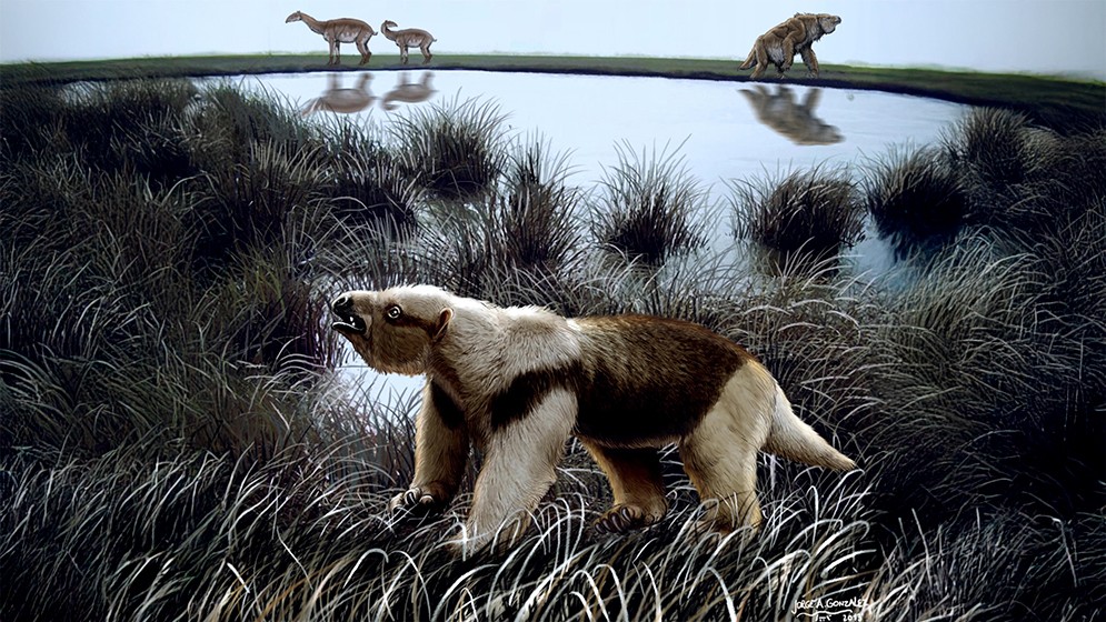 Demuestran que el drástico enfriamiento que experimentó la Tierra hace 34 millones de años no afectó la supervivencia de los mamíferos sudamericanos