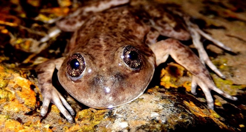 Otorgan el “Óscar verde” a un investigador del CONICET por su trabajo en la preservación de una de las ranas más amenazadas de la Argentina