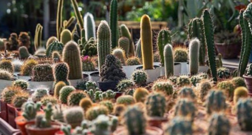 Cactus en la Provincia: Los Mini Gigantes que Conquistan Hogares y Paisajes