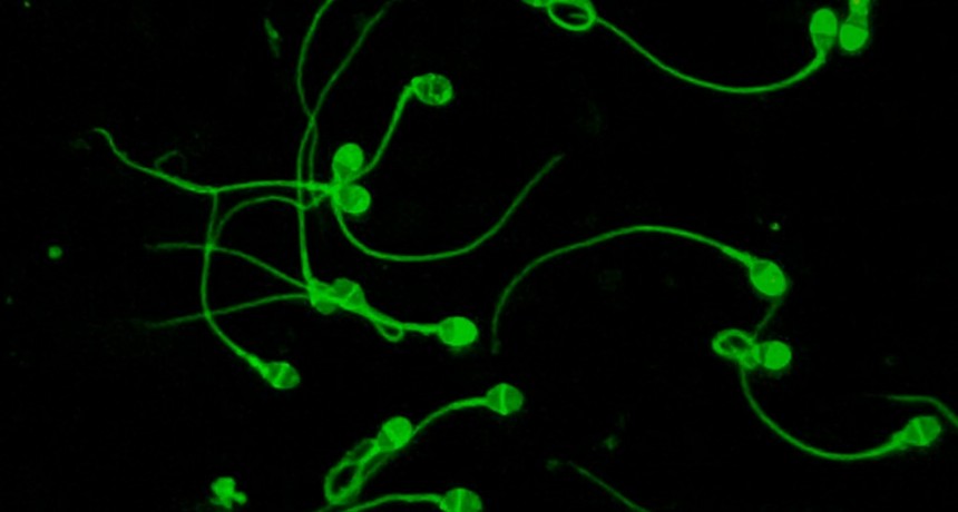 Tecnología desarrollada por investigadores del CONICET logra aumentar tasas de éxito de reproducción asistida en estudios preclínicos y clínicos