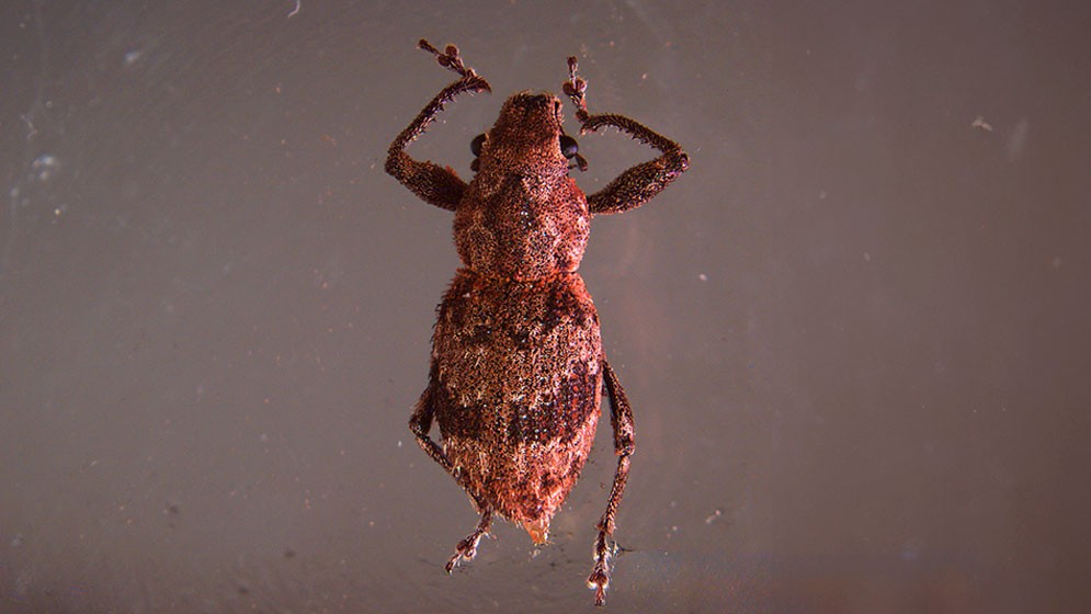 Nuevo hallazgo sobre la reproducci&oacute;n asexual en grupos de insectos que afectan cultivos agr&iacute;colas