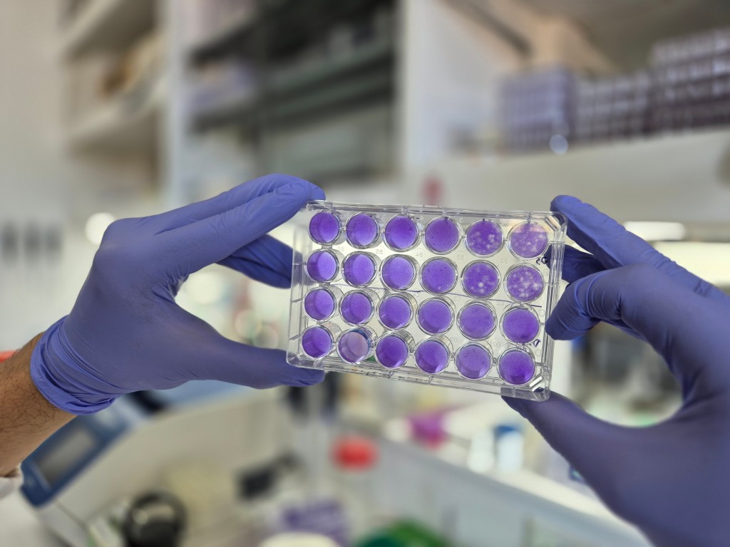 Hallan un mecanismo com&uacute;n de replicaci&oacute;n para los virus del dengue, Zika y fiebre amarilla