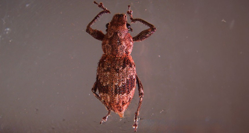 Nuevo hallazgo sobre la reproducci&oacute;n asexual en grupos de insectos que afectan cultivos agr&iacute;colas