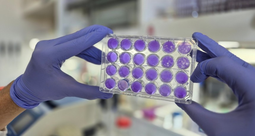 Hallan un mecanismo com&uacute;n de replicaci&oacute;n para los virus del dengue, Zika y fiebre amarilla