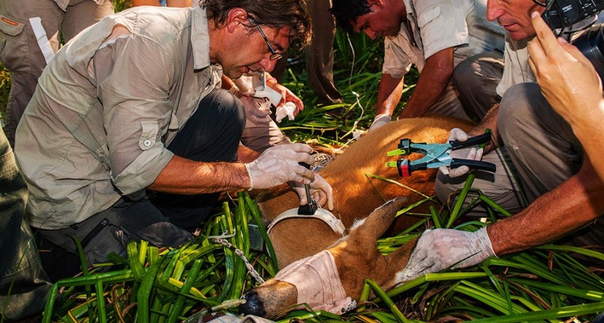 Una iniciativa que preserva al ciervo de los pantanos, una especie amenazada del Delta del Paraná