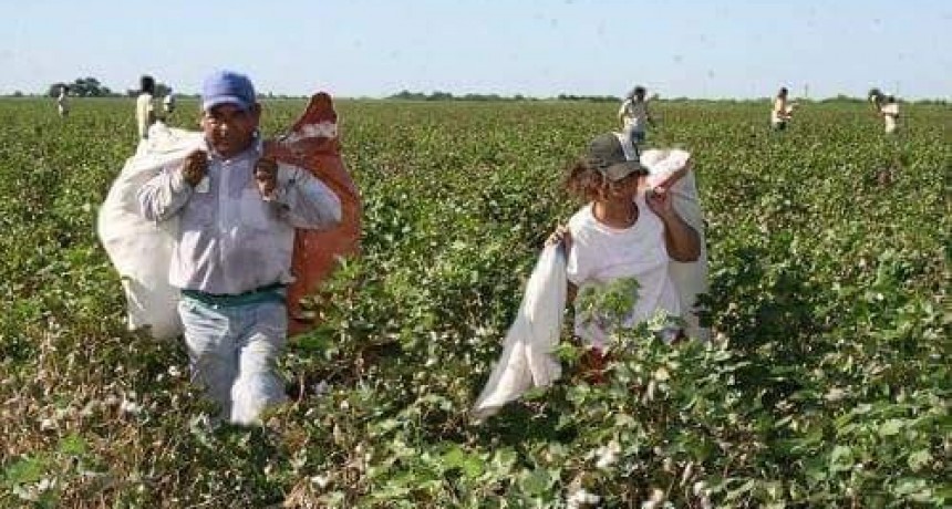 TEMPORADA DE COSECHA