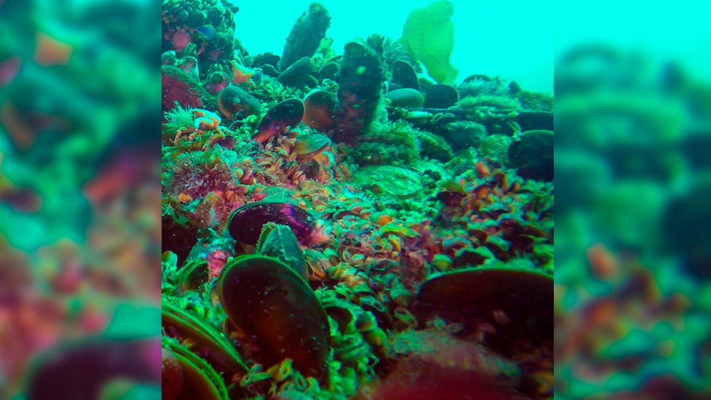 Los moluscos bivalvos: un “archivo” de la historia de los ambientes marinos