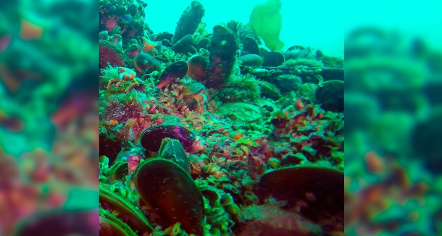 Los moluscos bivalvos: un “archivo” de la historia de los ambientes marinos