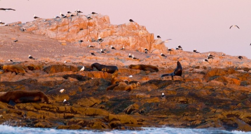 Nuevos parques nacionales: se aprobó la creación de Islote Lobos