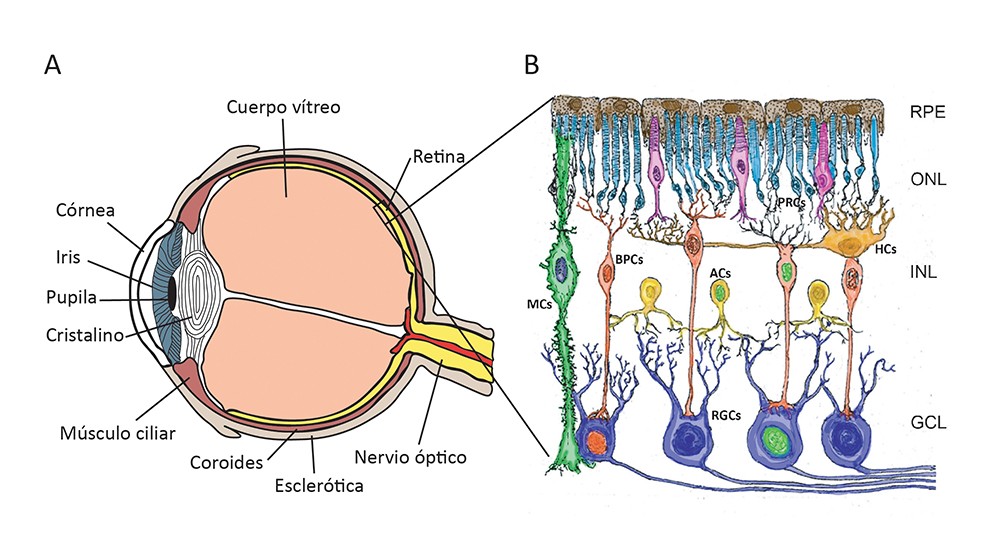Especialistas del CONICET descubren nuevas funciones de una proteína en la retina de vertebrados diurnos