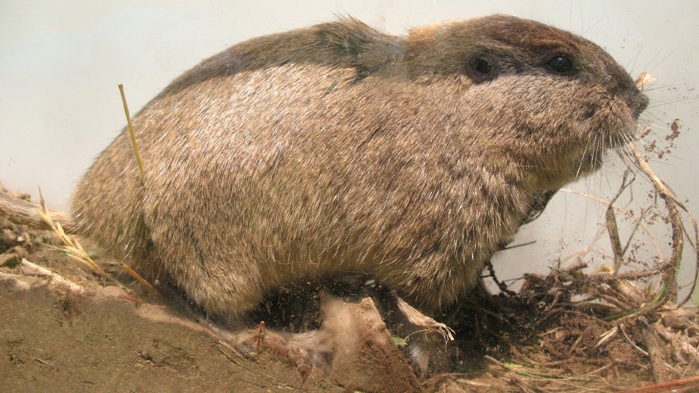 Describen dos nuevas especies de roedores tuco-tuco